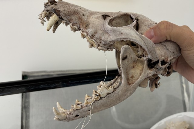 Coyote skull in the process of being cleaned by dermestid beetles